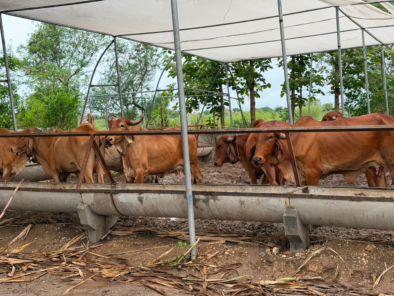 Cattle at the farm